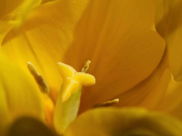 Peut-on louer des habitations traditionnelles pour une immersion culturelle ?