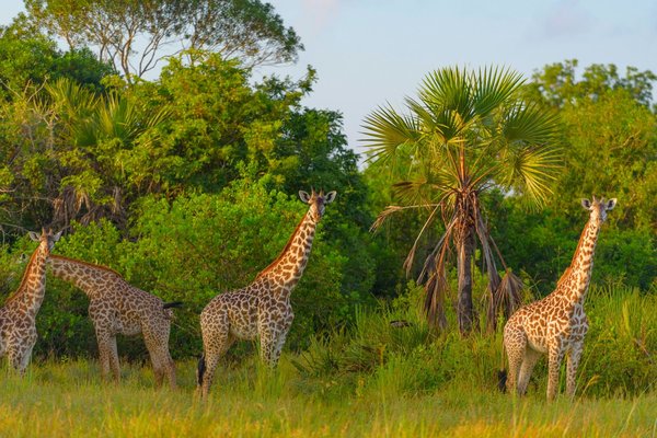 Découvrez la diversité de la faune et la beauté des paysages lors d'un safari en Tanzanie